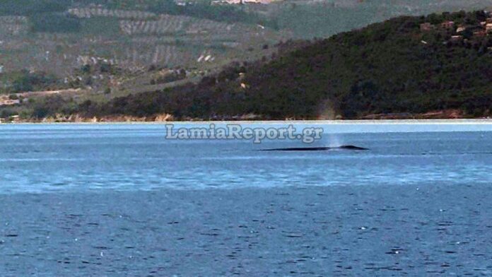 phalaina1.jpg