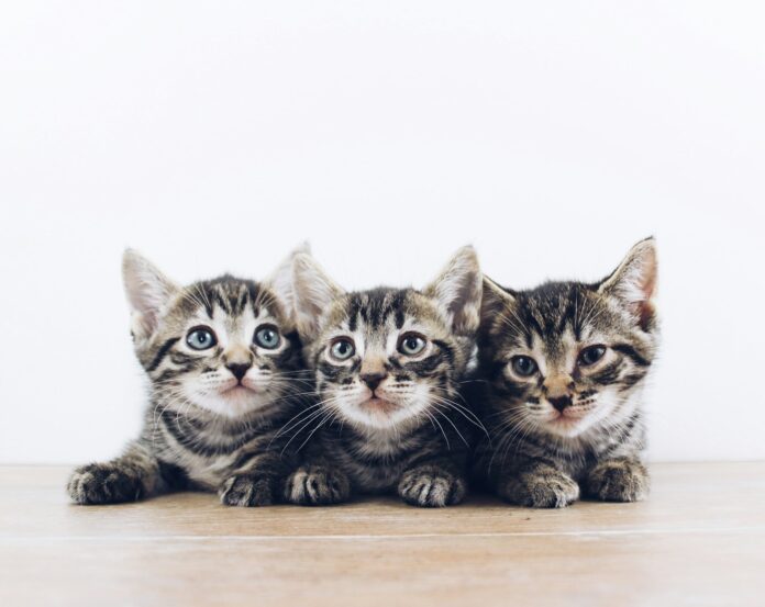 the lucky neko uepn9yctcy0 unsplash.jpg
