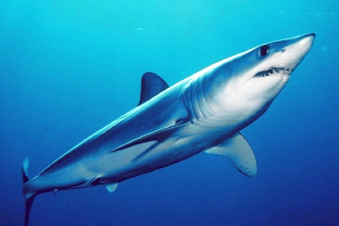 isurus oxyrinchus.jpg