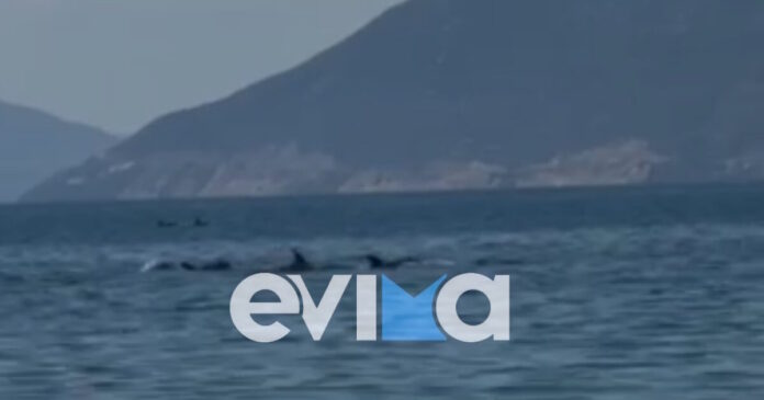 evoia delfinia 11072026 1200x630.jpg