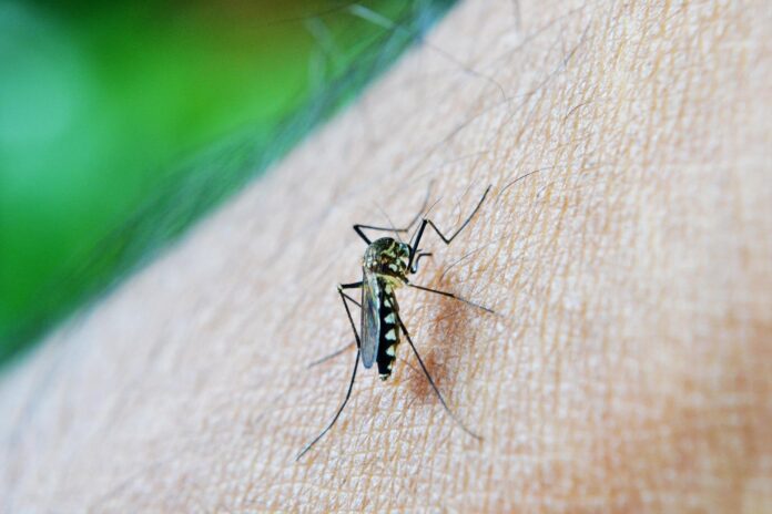 nuzree mosquito 213805 1920.jpg