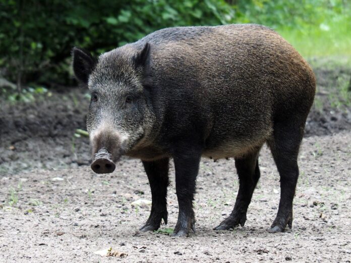 wild pigs.jpg