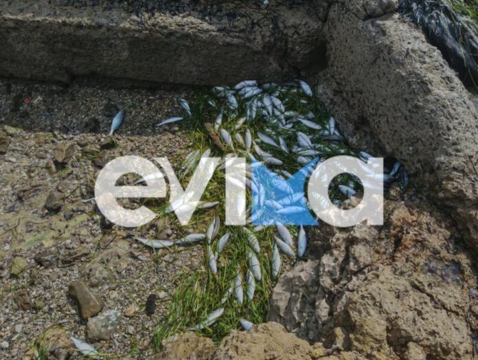 evbvvv.jpg