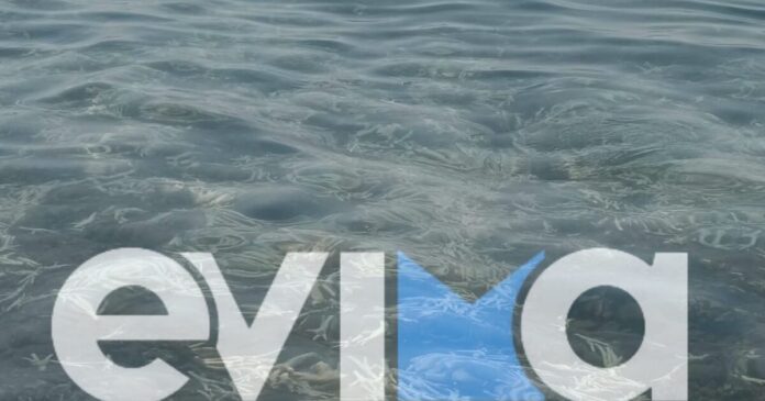 evoia2 22082026 1200x630.jpeg