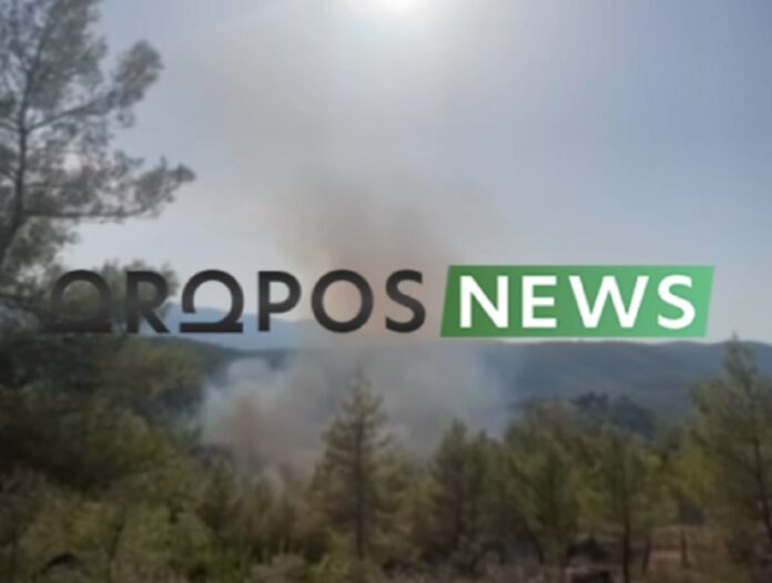 fotia oropos.jpg