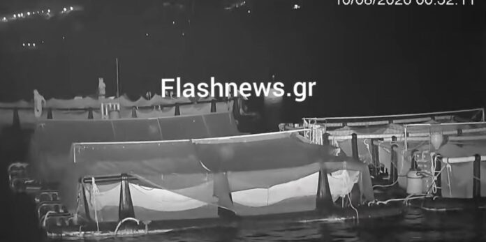 psaria klopi.jpg