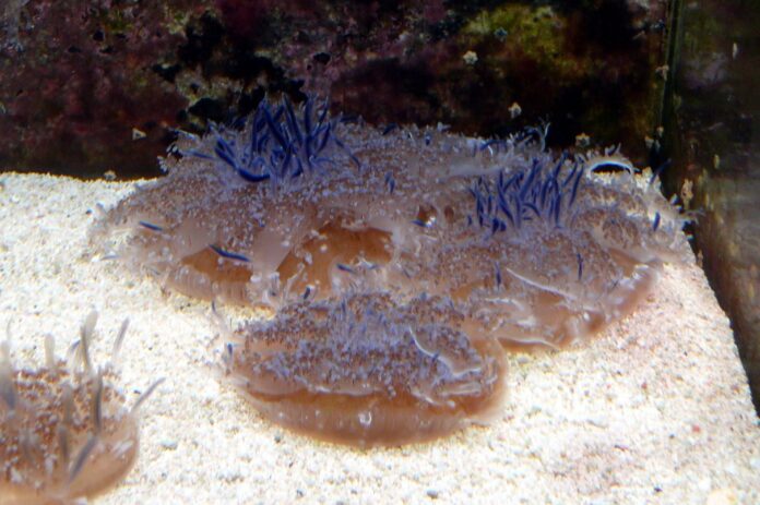 cassiopea andromeda 2.jpg