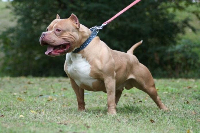 pitbull.jpg