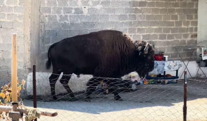 bisonas.jpg