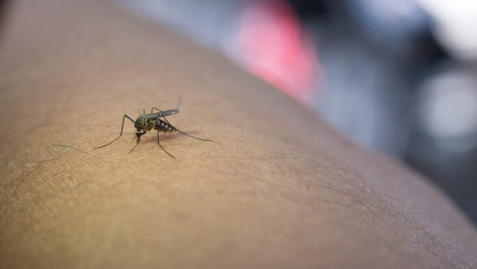 close up mosquito sucking blood from human arm 729x412.jpg