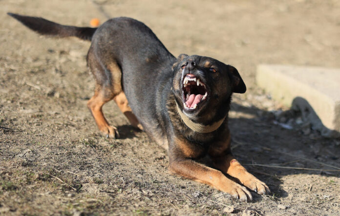 dog.jpg