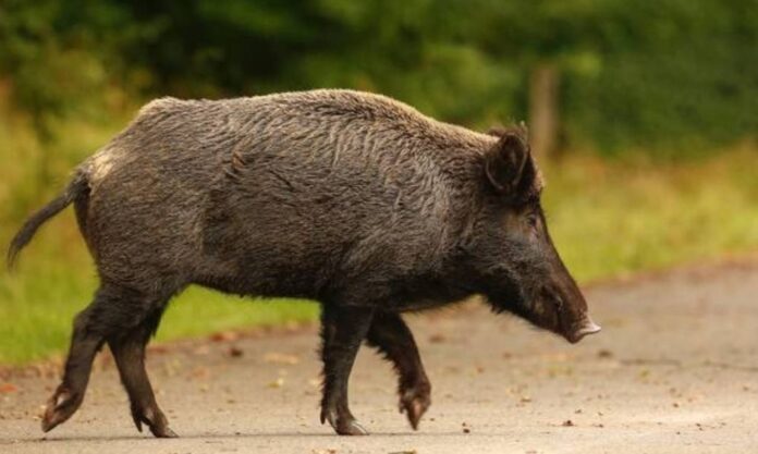agriogourouno 11.jpg