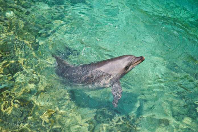 dolphin 1013x675.jpg